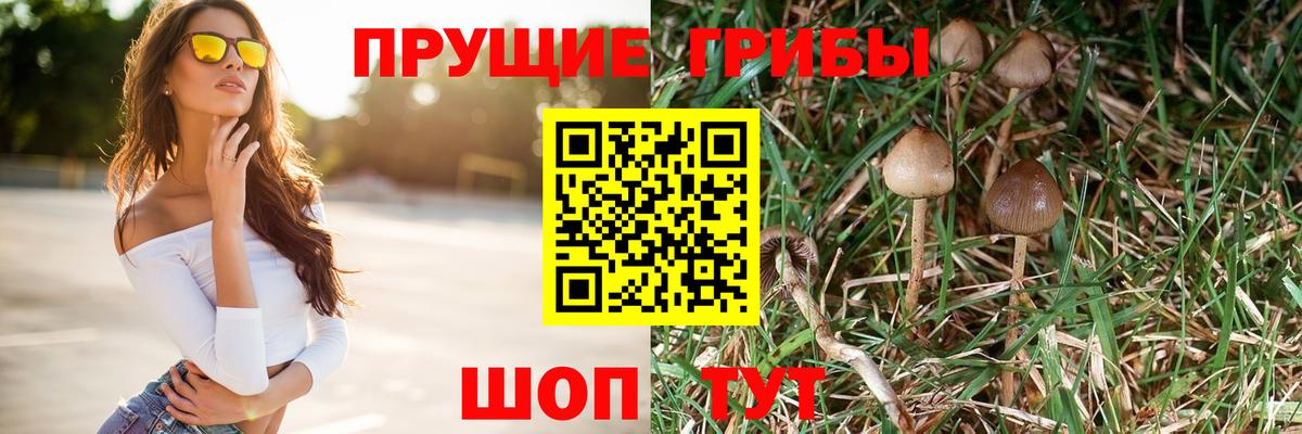 Псилоцибиновые грибы Cubensis  Вход с VPN  Гудермес 