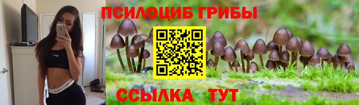 Псилоцибиновые грибы Psilocybe Гудермес